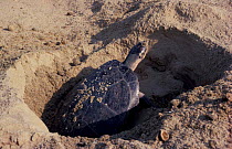 Arrau turtle laying eggs in sand {Podocnemis expansa} Rio Trombactus, Brazil, South Americ
