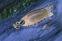 Dogfish eggcase {Scyliorhinus canicula} washed up on shore, Islay, Scotland, UK. Mermaid's purse