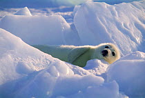 Cute baby Harp seal on ice {Phoca groenlandicus}, Gulf of St Lawrence, Canada.