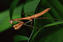 African praying mantis {Sphodromantis}, Africa