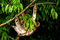 Brown throated sloth with young hanging from branch.  {Bradypus variegatus} Brazil, South America