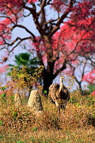 Common rhea beside termite mound with flowering tree in background, Pantanal, Brazil