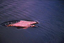 Two Bouto / Amazon pink river dolphin swimming at river surface, Mamiraua, Brazil