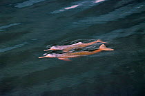 Bouto or Amazon pink river dolphin {Inia geoffrensis} swimming at surface, Mamiraua, Brazil