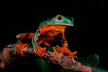 Tree frog showing toe suction pads, Esmeraldas, Ecuador