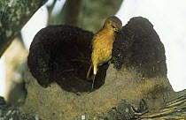 Rufous hornero / Ovenbird {Furnarius rufus} building mud nest, Pantanal, Brazil