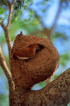 Ovenbird building nest, Pantanal, Brazil