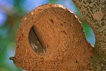 Ovenbird nest {Furnarius rufus} built of mud Pantanal, Brazil, South America