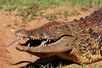 Nile crocodile carries baby in mouth to release in river.  Kwazulu Natal, South Africa