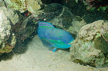 Steephead parrotfish sleeping in mucous 'bag' {Scarus gibbus} Red Sea, Egypt
