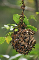 Paper wasp {Polistes sp} females on nest, Florida, USA