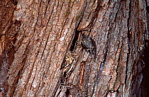 Common treecreeper {Certhia familiaris} at nest in tree bark, Russia