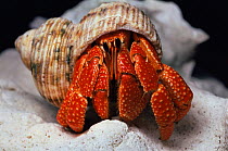 Hermit crab,  Lady Elliot Is, Australia
