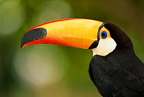 Toco toucan {Rhamphastos toco} close-up of beak. Brazil, South America   Originals returned to Pete