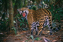 Jaguar (Panthera onca) snarling, captive, Amazon, Brazil