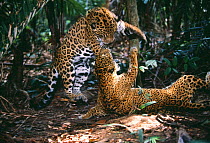 Two Jaguars (Panthera onca) playing, captive, Amazon, Brazil