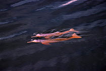 Two Bouto / Amazon river dolphin {Inia geoffrensis} Mamirua, Brazil, South-America