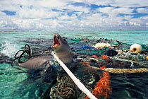 Hawaiian monk seal caught in fishing tackle off Kure Atoll, Pacific Ocean. The seal was subsequently freed and released by the photographer.