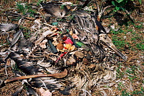 Marine pollution - dead Laysan albatross (Phoebastria immutabilis) showing plastics in stomach cavity, Midway Atoll Pacific Ocean