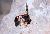 Potter wasp female building mud nest in desert, Israel {Delta dimidiatipenne}