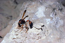 Potter wasp female building third mud nest in desert. Israel {Delta dimidiatipenne}