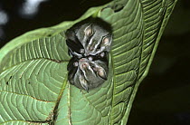 Little yellow eared bats  roosting in homemade leaf tent {Vampyressa pusilla} Belize