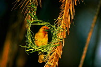 Cape weaver male building nest {Ploceus capensis} South Africa (This image may be licensed either as rights managed or royalty free.)