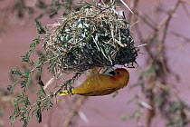 Holub's golden weaver nest building {Ploceus xanthops} Samburu NP, Kenya
