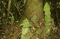 Termite mounds in rainforest, Ituri, Congo