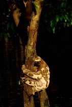 Brown throated three toed sloth {Bradypus variegatus} climbing tree. Amazon, Brazil