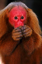 Red uakari monkey portrait {Cacjao rubicundus} Amazon Brazil, South America captive