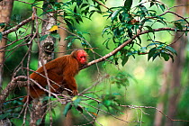 Red uakari monkey in tree Amazon rainforest, Brazil, South America