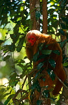 Red uakari monkey in tree {Cacjao rubicundus} Amazonia, Brazil, captive