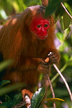 Red uakari monkey in tree {Cacjao rubicundus} captive, Amazon Brazil, South America