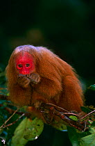 Red uakari monkey {Cacjao rubicundus} Amazonia, Brazil, captive