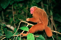 Red uakari monkey {Cacjao rubicundus} in tree, Amazon Brazil, South America  - captive