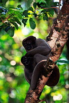 Common woolly monkey, Amazon, Brazil, South America. Captive
