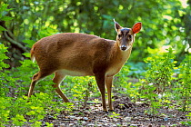 Muntjac deer male,  Norfolk, England, UK