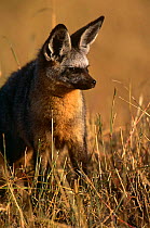 Bat eared fox {Otocyon megalotis} Masai Mara, Kenya