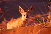 Fennec fox {Fennecus zerda} Morocco, captive