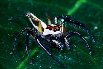 Jumping spider {Telamania sp} occurs  SE Asia