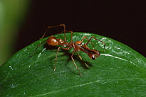 Jumping spider {Myrmarachne sp} male mimics weaver ant,  SE Asia, captive