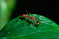 Jumping spider {Myrmarachne sp} mimics weaver ant male. Species native to SE Asia