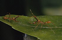 Jumping spider {Myrmarachne sp} males fighting S E Asia Captive - mimic weaver ant