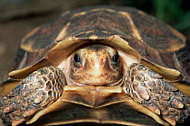 Tortoise head close up species unknown Sequence 2/2