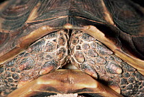Tortoise in defensive posture - head drawn back into shell, species unknown. Sequence 1/2