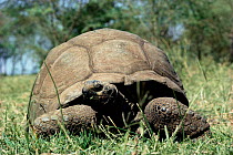 Spurred tortoise {Geochelone sulcata} Kenya, East Africa