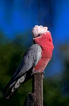 Male Galah cockatoo {Eolophus roseicapilla} on fence post, Queensland, Australia