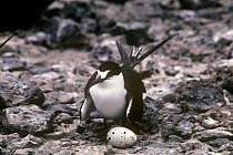Sooty / Wideawake tern {Onychoprion fuscatus} at ground nest with egg, Ascension Island, South Atlantic