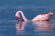 Lesser flamingo feeding {Phoeniconaias minor}, Lake Bogoria, Kenya, 1998